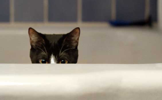 Cat peeking out of bathtub